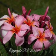 Fairy Delight- semi-dwarf- 5 Seeds