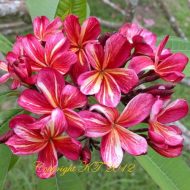 Fantasia- Rooted "Y" Shaped, 2 Branched Plant