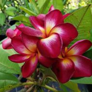 Flaming Rock Dragon- LIMITED!