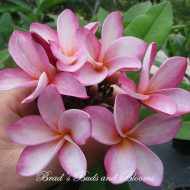 Florida Dawn- 5 seeds