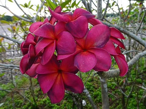 Free Spirit- New for 2026- ROOTED PLANTS - Image 3