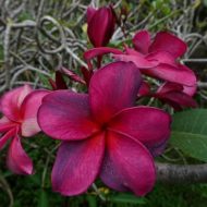 Free Spirit- New for 2026- ROOTED PLANTS
