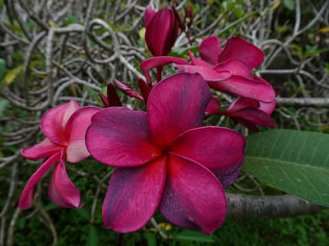 Free Spirit- New for 2026- ROOTED PLANTS