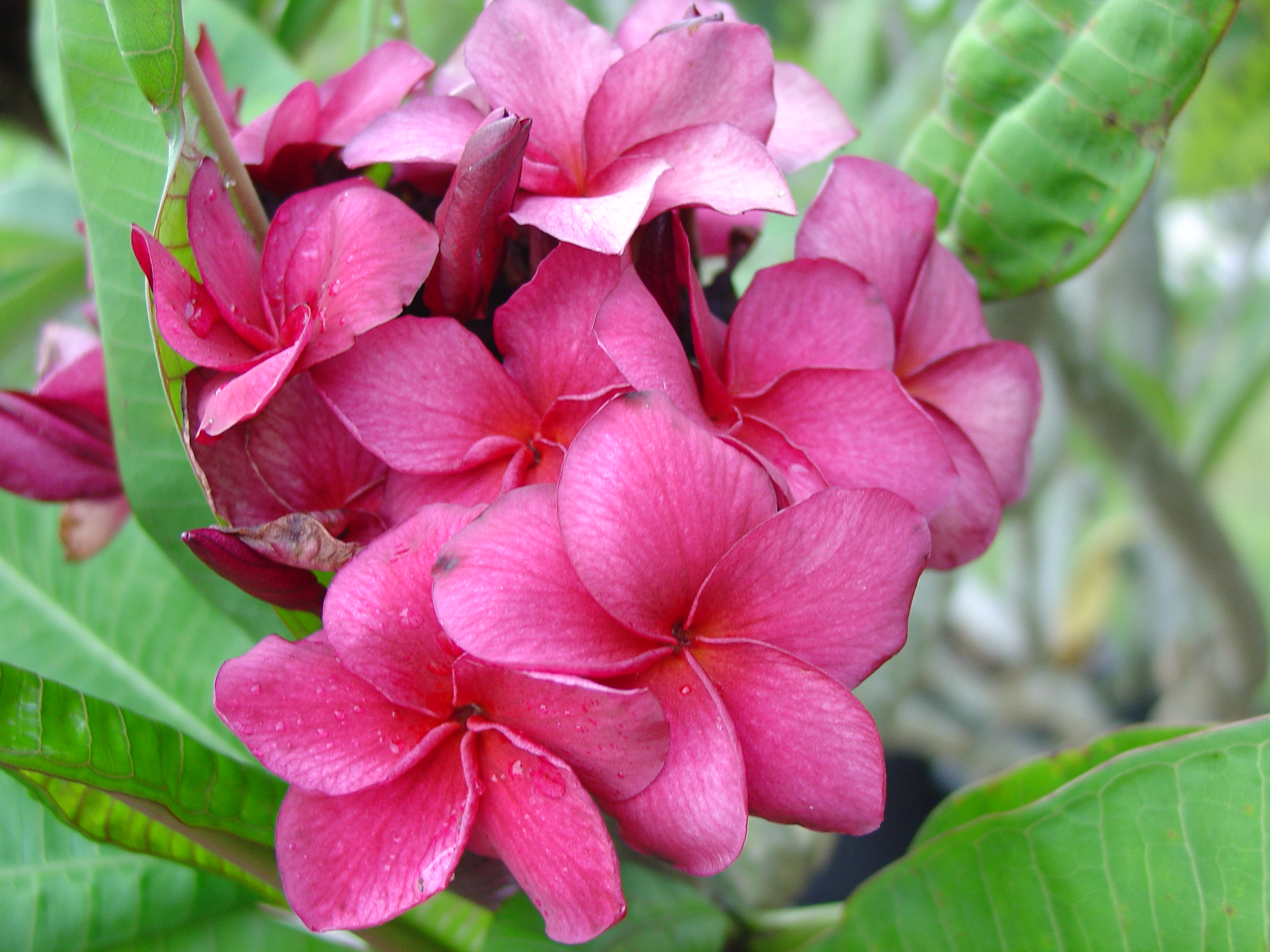 Grapette Brad's Buds and Blooms