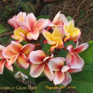 Gammam/Gkaem Maem- 5 seeds  RARE!