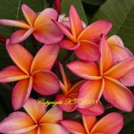 Gladys 'K' Brandt- BIG Vibrant Blooms!