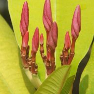 Golden Leaf Pink Pansy- New for 2016!