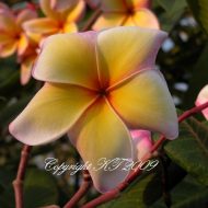 Golden Kiss- 10 Seeds