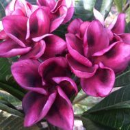 Grenadina (Nui)- LIMITED!