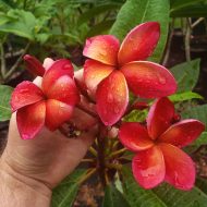 Guadalupe Fernandez- 5 seeds- RARE!