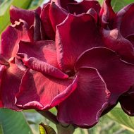 Habanera