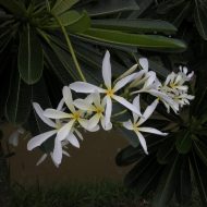 Hanging Windmill- Extremely rare Seeds! 5 Seeds