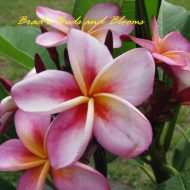 Harry Potter- 5 Seeds-  RARE!