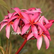 Hawaiian Curly Pink- 5 seeds