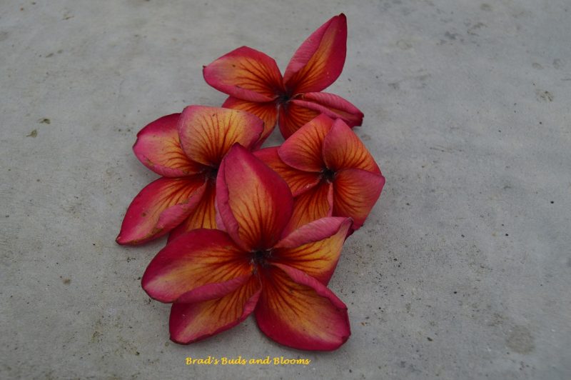 Hawaiian Fire (JL)