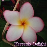 Heavenly Delight- 5 Seeds