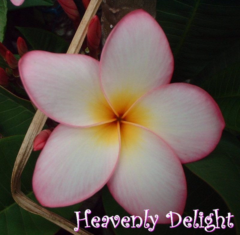 Heavenly Delight- 5 Seeds