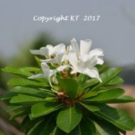 Himatanthus bracteatus/ FKA Plumeria bracteata- 5 Seeds