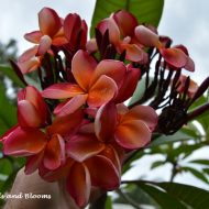 Hot Embers---5 seeds