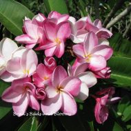 Hydrangea---Seedling