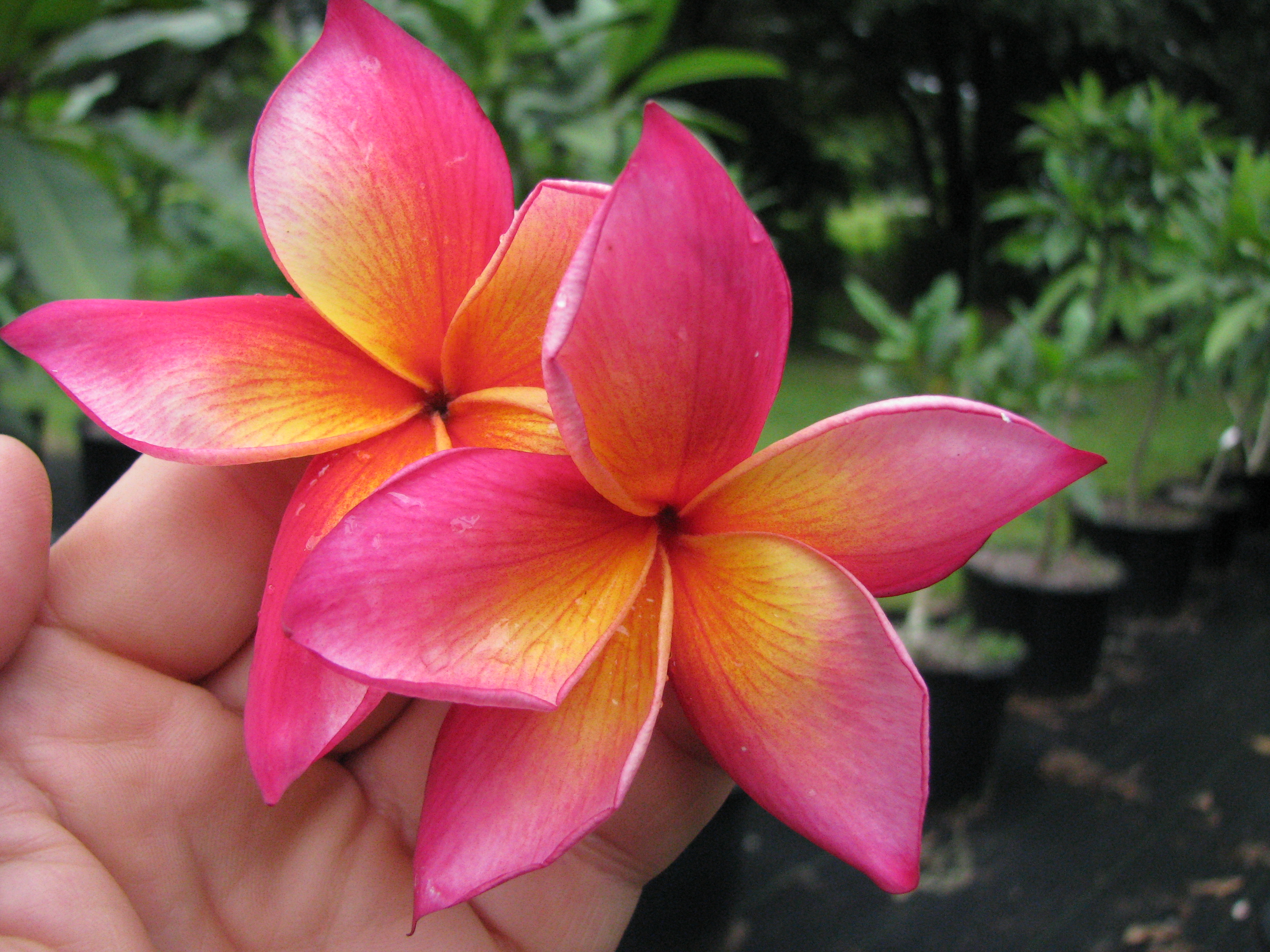 Plumeria Brad's Buds and Blooms