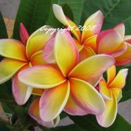 Imperial Crown- 5 Seeds