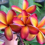 Intense Rainbow- 5 Seeds