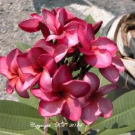 Irma #5- A True Stunner!