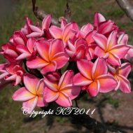 J-23--LARGE  28"-38" Plants