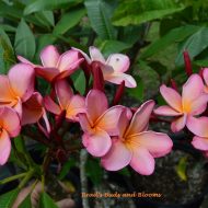 JL Hawaiian Coral- 5 seeds