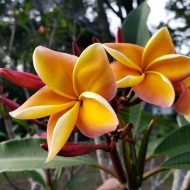 Hawaiian Rose (JL)