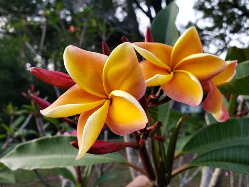 Hawaiian Rose (JL)