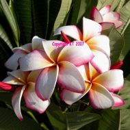 JL Hawaiian Titanic- 5 seeds