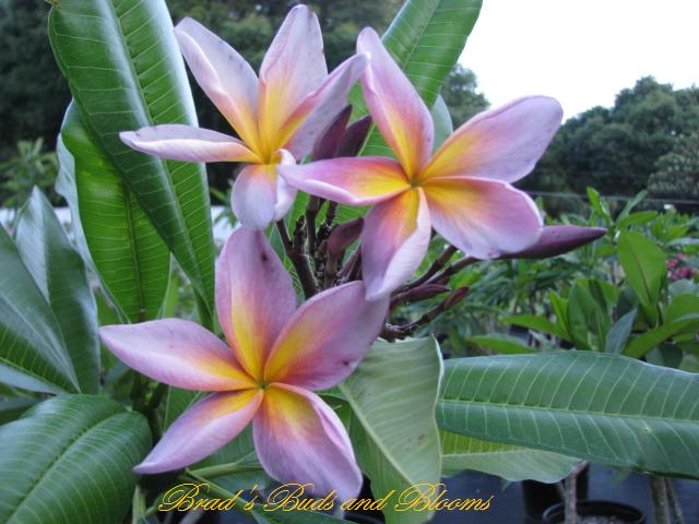 Metallica (JL)- ROOTED Plumeria Plant! - Image 2