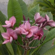 Jack's Purple(Muang Jack) Cutting