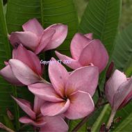 Jack's Purple- 9 seeds- Rare & Limited!