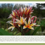 Jeeranan NEW & Limited!