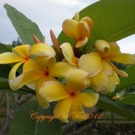 John's Yellow- 5 Seeds