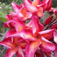 SJ Jubilee--New for 2017!