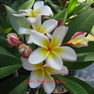 Julie Moragne- 5 Seeds