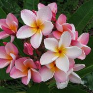 Just Peachy (AKA Jean Adams)