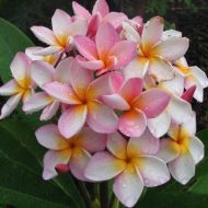 Just Peachy- RARE! 5 seeds