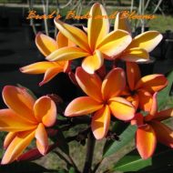 Kaleinani- 5 seeds  LIMITED!