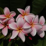 Khanom Thuaifu- 50 Seeds