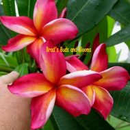 Katie Moragne-  5 Seeds