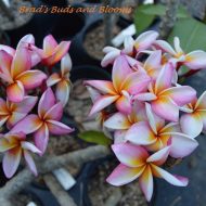 Kauai Hilton Rainbow