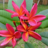 Kauka Wilder-5 Seeds  RARE