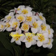 Khao Jak Dao- 5 Seeds