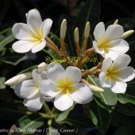 Khrae Maprao/Dwarf Coconut