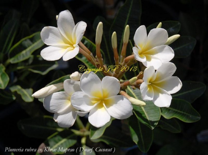 Khrae Maprao/Dwarf Coconut